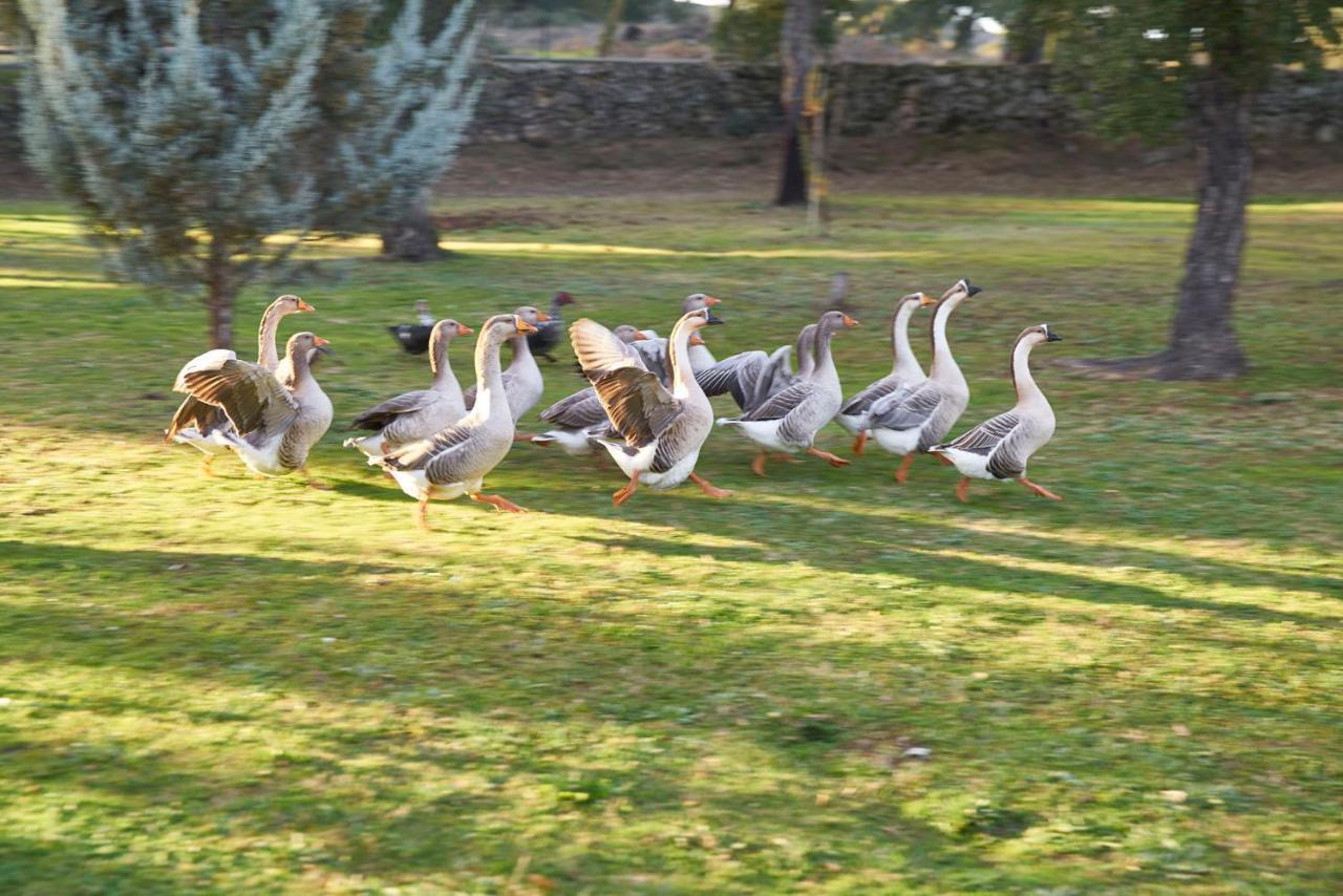 Finca el Cortiñal Valencia de Alcántara Esterno foto